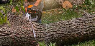 How Our Tree Care Process Works  in  Tennessee Ridge, TN